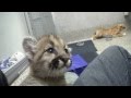 Rescued cougar orphans