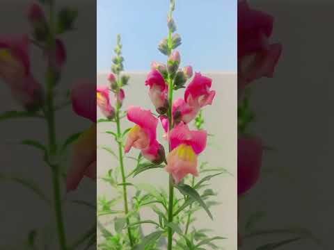 Naseeba bhi kya rang laya #beautifulflower #shortsvideo