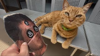 ねこ vs 野獣先輩  その2