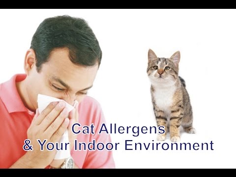 Cat Allergens & Your Indoor Environment - YouTube