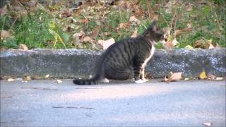 preview picture of video 'Three Legged Cat at Nishi Park, Sendai City 三本足の猫（仙台市西公園） 2014-11-22'