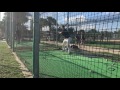 May 2017 Cage Work