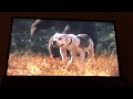 Opening To Herbie Rides Again 1993 VHS