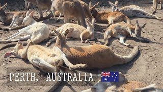 オーストラリア・パース旅|8泊9日の子連れ旅行