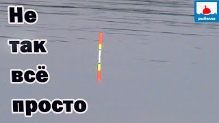 На каких глубинах ловить плотву весной