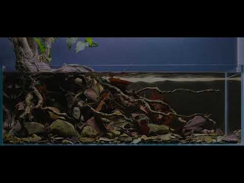 North American Biotope Aquascape