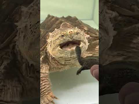 A 4cm little softshell turtle vs. a 45cm giant alligator snapping turtle.