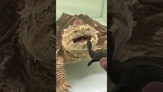 Download lagu A 4cm little softshell turtle vs. a 45cm giant alligator snapping turtle. mp3