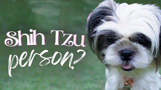 Helping You Decide:  ARE YOU A Shih Tzu Person?