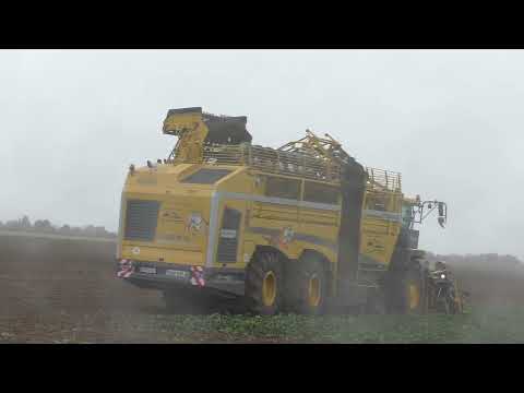 Ropa Tiger 6  beim Rübenroden  für Südzucker Werk Plattling im Gäuboden Straubing Niederbayern in He