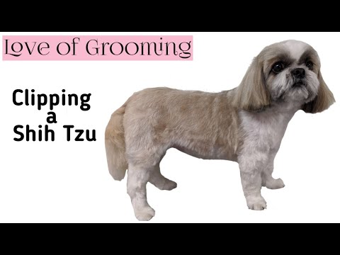 How to clip a shih tzu one length all over