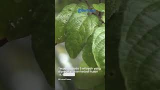 Prakiraan Cuaca dari BMKG Besok, 14 Maret 2023, 29 Wilayah Berpotensi Terjadi Cuaca Ekstrem