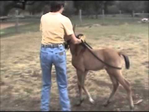 Teaching a Foal To Lead