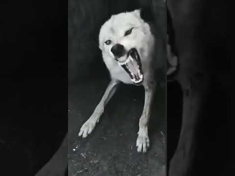 Kangal vs Kurt:        The Ultimate Showdown  wolf vs Dog