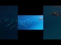 Disha Patani Swimming In Pool Disha Patani