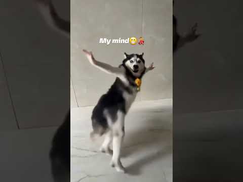 my mind in all that time😁💃 #huskydance #trending #viralvideo