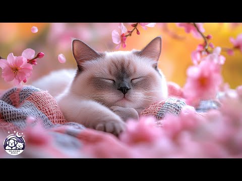Anti-Anxiety Music for Cats: Calming Tunes to Keep Your Kitty Relaxed, Happy & Sleeping Peacefully 🌼