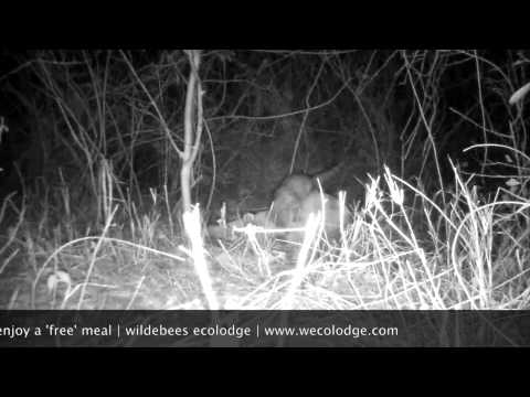 genet at leopard kill