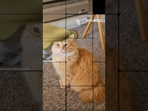 Soap Opera Cats - 360 Charli XCX - Nicki Minaj