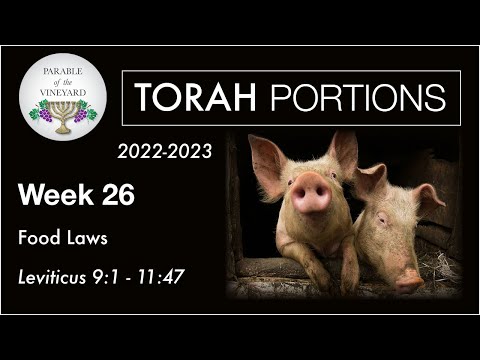 Torah Portions - Week 26 -  Pork, Bacon & Food Laws - Leviticus 9:1 - 11:47 (2022-2023)
