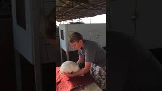 How to palpitate a rabbit