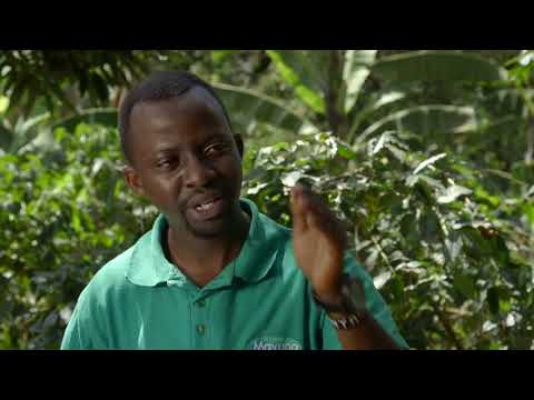 Dairy Hygiene by Cooper K-Brands- Shamba Shape Up Sn 08 Ep 04
