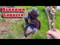 Successful Early Season Turkey Hunt Alabama 2025