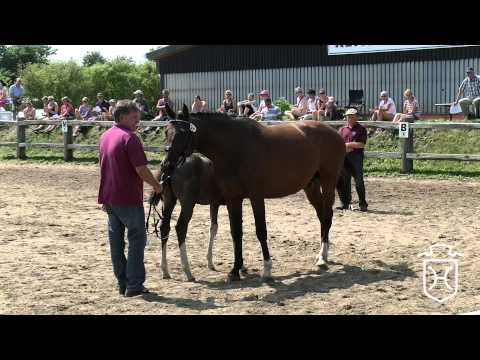 Holsteiner Fohlenchampionat 2014 - Föhr - Stutenendring