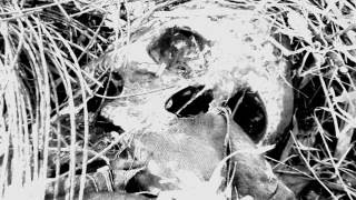 Traces of Gore 2 trailer