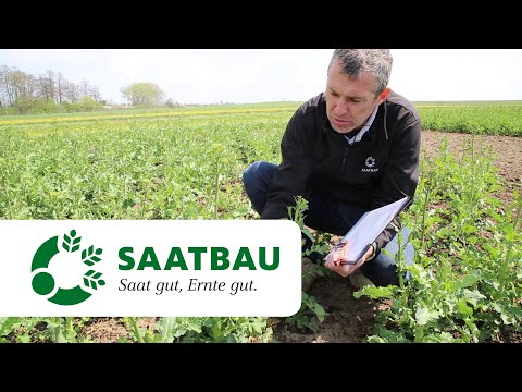 Aktuelle Bestandesführung bei Raps - Saatstärkenversuche und zu dünne Bestände – was jetzt tun?