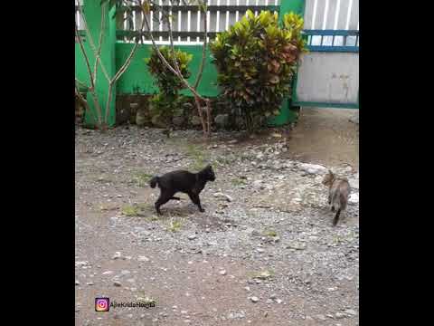 MEONG GARONG - Pecah perawan