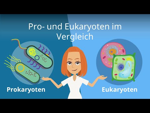 Prokaryoten und Eukaryoten im Vergleich | Studyflix