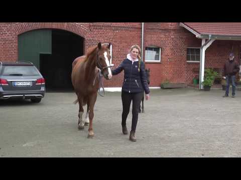 08 Hengstfohlen von Finest