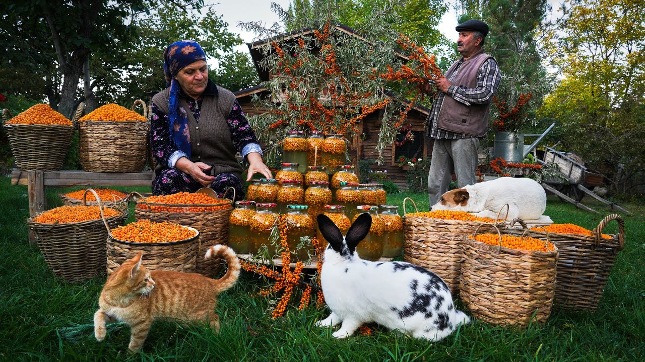 🍊 Sea Buckthorn Harvest & Winter Preservation A Seasonal Tradition