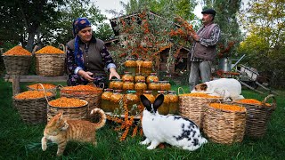 🍊 Sea Buckthorn Harvest & Winter Preservation A Seasonal Tradition
