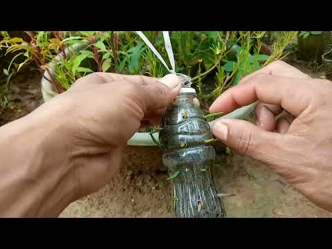 How to grow portulaca plant from double leaf ||waste frooti bottle