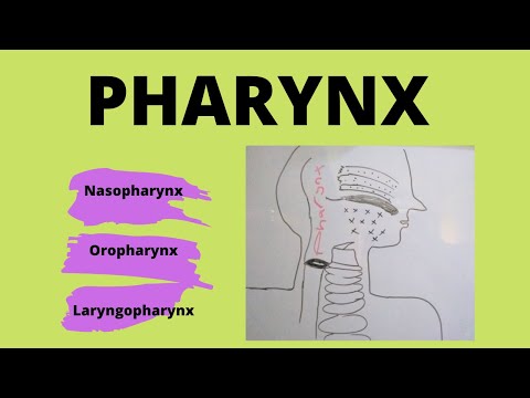 Pharynx