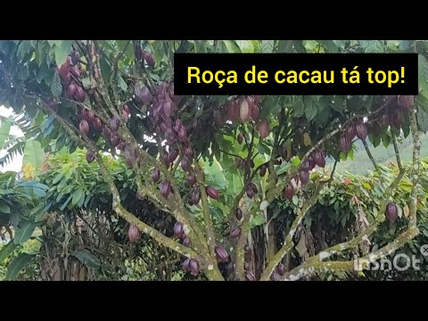 Roça de cacau clonado, graviola, cupuaçu#sítio produtivo em Wenceslau Guimarães-Ba!