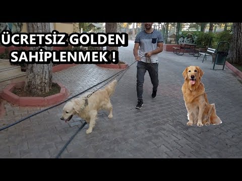download lagu mp3 mp4 Golden Sahiplendirme Izmir, download lagu Golden Sahiplendirme Izmir gratis, unduh video klip Golden Sahiplendirme Izmir