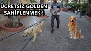 ÜCRETSİZ GOLDEN KÖPEK SAHİPLENMEK ! GAZİANTEP KÖPEK BARINAĞI!