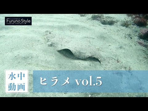 ヒラメ vol.5