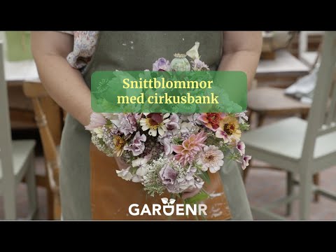Snittblommor med cirkusbank - Youtube special - Trädgårdshacks med GardenR