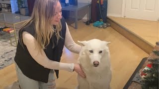 Dog Physio Stretches Tutorial - Do These to Speed Up Recovery