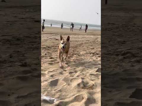 Sheba walking on the beach