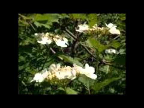 download lagu mp3 mp4 калина цветет, download lagu калина цветет gratis, unduh video klip калина цветет