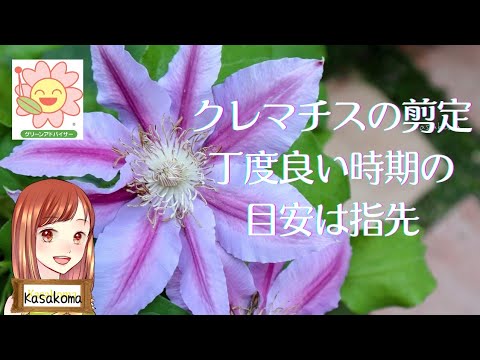 園芸 クレマチス「ドクター・ラッペル」