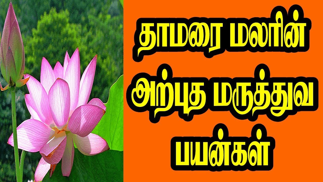MEDICINAL BENEFITS OF LOTUS FLOWER | தாமரை மலரின் அற்புத மருத்துவப் பயன்கள்