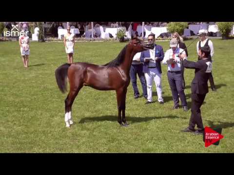 N.41 MAGESTY KA - Ströhen 2017 C-Show - Yearling Colts (Class 6)