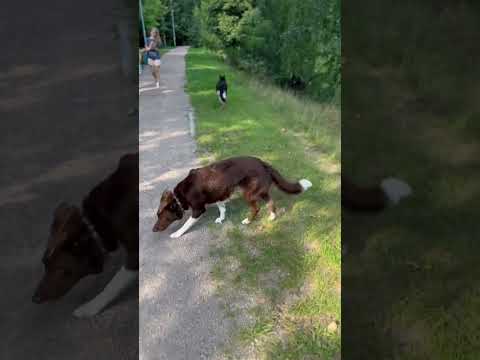 Jak nauczyłam moje psy ignorować otoczenie?