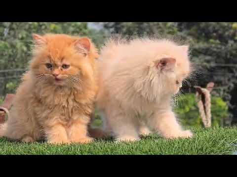 #kitten available #cat #shorts #video  location Roorkee Haridwar Rishikesh Dehradun